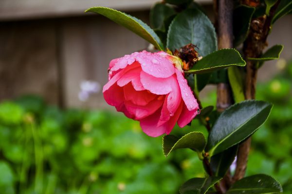 Flowering Plants Gallery